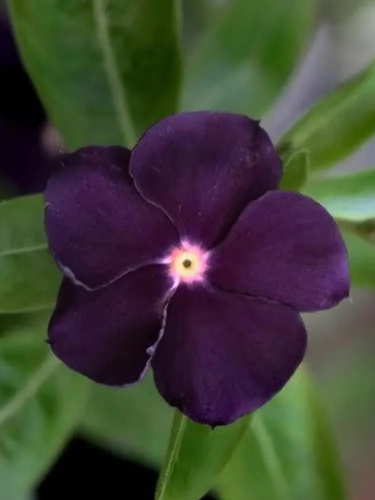 50 Blackberry Vinca Rosea Seeds - £5.59 GBP