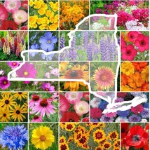 US Seller 1000 Seeds Wildflower New York State Flower Mixs Annuals - £8.12 GBP