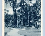 Botanical Garden Rio De Janeiro Brazil UNP Unused WB Postcard M5 - $2.92
