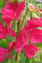 50+ San Jose Semi Dwarf Sweet Pea Seeds - $9.00