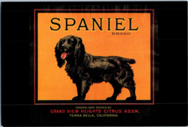 Spaniel Orange Box Label Grand View Heights Citrus Assn Terra Bella CA Postcard - $5.16