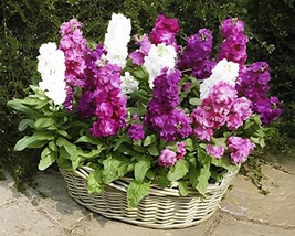 100 Seeds Matthiola Incana Mixed Hoary Stock - $9.98