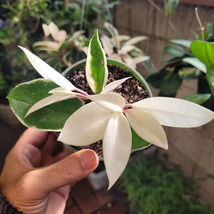 4&quot; Pot  Live Plant Hoya Tricolor Carnosa &#39;Krimson Queen&#39; - $34.95