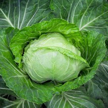 Seeds USA Seller Early Round Dutch Cabbage 200 Seeds Brassica Oleracea V... - $9.00