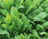 Arugula Seeds 500 Rocket Roquette Vegetable Greens Survival Salad Fast S... - $8.99