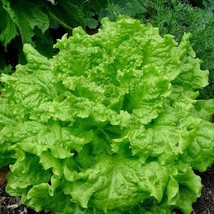 Fresh New Black Seeded Simpson Lettuce 500 Seeds Lactuca Sativa USA Seller - $10.98