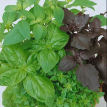 THJAR Basil Culinary Blend Mixed Seeds Kitchen Garden Herbs Cooking Non-Gmo 200  - £2.99 GBP