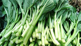 Best 200 Of seeds Asian Yu Choy Choi Sum Choy Sum Chinese Flowering Cabbage Vegg - £2.49 GBP