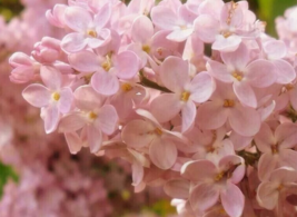 25 Pc Seeds Rose Lilac Fragrant Flower Tree, Lilac Seeds for Planting | RK - £13.18 GBP