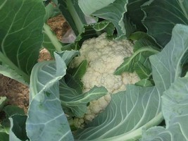 USA SELLER 250 Cauliflower Seeds Selfblanche Fresh Seeds Fast Shipping - £12.56 GBP