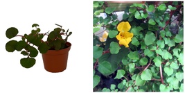 Impatiens repens Golden Dragon - Tropical Vining House Plant - 2.5&quot; Pot - £28.46 GBP