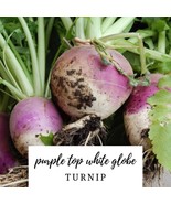 FMG 50 Turnip Purple Top White Globe Seeds Vegetable Organic Fast Growing - $14.08
