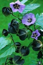 Shoo Fly Nicandra Shoofly Lavender Blue Flowers 60 Seeds - £3.93 GBP