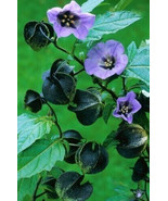 Shoo Fly Nicandra Shoofly Lavender Blue Flowers 60 Seeds - $5.00