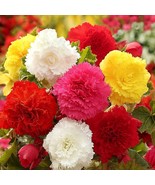 LKS Begonia Giant Ruffled Mix 6 Plant Bulbs Shade Summer Flowers Home Ga... - €62,72 EUR