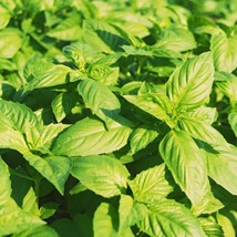 Genovese Basil 1200 SeedsFrom US  - £6.59 GBP