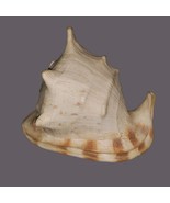 HORNED King Helmet CONCH SHELL Blowing Horn LARGE HAWAIIAN BEAUTIFUL! - $134.95