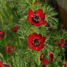 ArfanJaya Adonis Aestivalis-Pheasant&#39;s Eye- 25 Seeds - £6.82 GBP