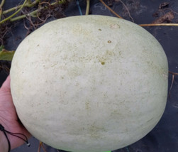 Fresh Seeds Chelsea Watermelon Seeds - £18.12 GBP