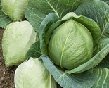 600 Cabbage Seed Charleston Wakefield Heirloom Non Gmo Fresh Fast Shipping - £7.20 GBP
