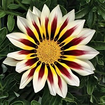 200 Seeds Gazania Bonsai Multicolor Mixed Plant Beautiful Gazania Flower Garden - $12.30