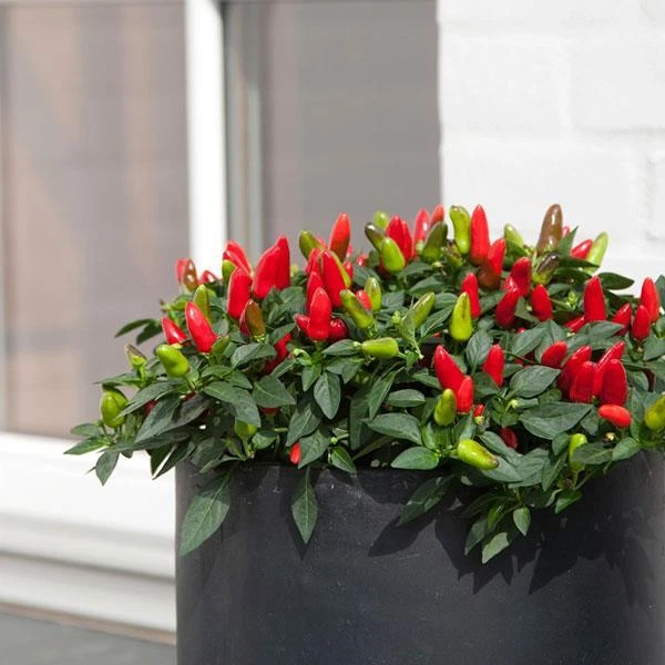 40 SEEDS RED ORNAMENTAL PEPPER FRESH SEEDS - $3.89