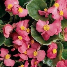 Begonia Seed Wax Pink Begonias Wax Begonias Heirloom NON GMO Flower Seed 75ct - £7.33 GBP