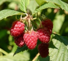 SEPTH Coho Red Raspberry ( rubus ) - Starter Plant ( 5L ) ( 1 live plant ) - £28.02 GBP