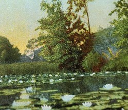 1909 Echo Lake Piqua Ohio Vintage Postcard Lily Pads Nature View Pond - £13.58 GBP