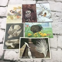 Vintage Postcards Birds Wildlife Kiwi Owl Peacock Collectible Nature Lot Of 6 - £9.52 GBP