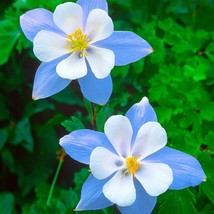 HT 50 Seeds Blue Star Columbine Seeds Non-Gmo 1214 Garden Seeds - $186.58 MXN