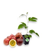 Panama Red Passion Fruit Plant - Passiflora Edulis F. &quot;Panama Red&quot; - Liv... - $590.46 MXN