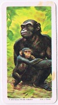 Brooke Bond Red Rose Tea Card #8 Chimpanzee Animals &amp; Their Young - £0.77 GBP
