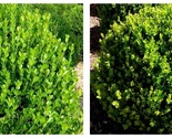 3 Live Plants Winter Green Korean Boxwood Buxus Microphylla - £55.78 GBP