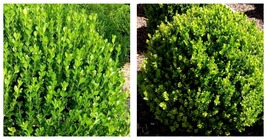 3 Live Plants Winter Green Korean Boxwood Buxus Microphylla - £56.87 GBP