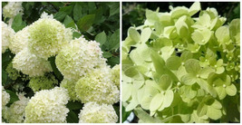 Hydrangeas Paniculatas Limelights Beautiful Colors Easy Live Plant 4&quot; Po... - £47.10 GBP