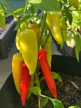 Item image 1 image 1