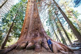 HGBO 40 Seeds Giant Sequoia California Redwood Sequoiadendron Sempervirens Tree  - £6.55 GBP