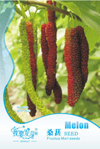 Pack 20 Seeds Black Mulberry Seeds Morus Nigra Tree Seeds Bush Seed #Nf477 Garde - $6.17