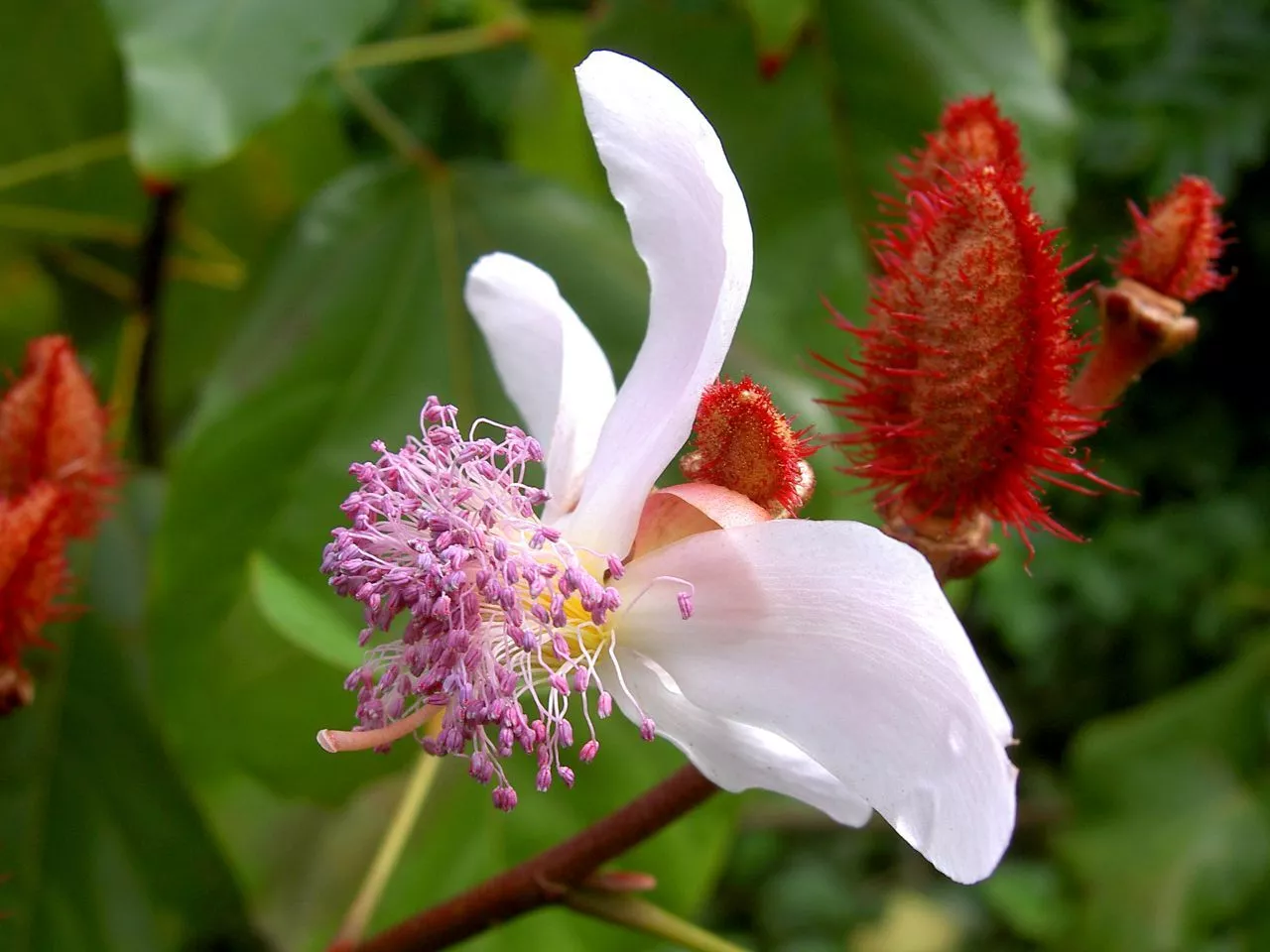 100 ACHIOTE Seeds (Bixa orellana) | NON-GMO | | Garden seeds - $16.38