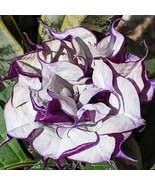 Best 25 Seeds Angel Trumpet, Double Purple Flower - £4.63 GBP