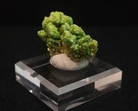 Lamellar Autunite Crystal ~ Fluorescent Uranium Ore ~ Assunção Mine, Por... - £139.45 GBP