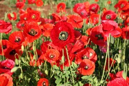 Fresh 2001+Red Corn Field Poppy Flower Seeds Native Wildflower Container Easy Sh - $6.50