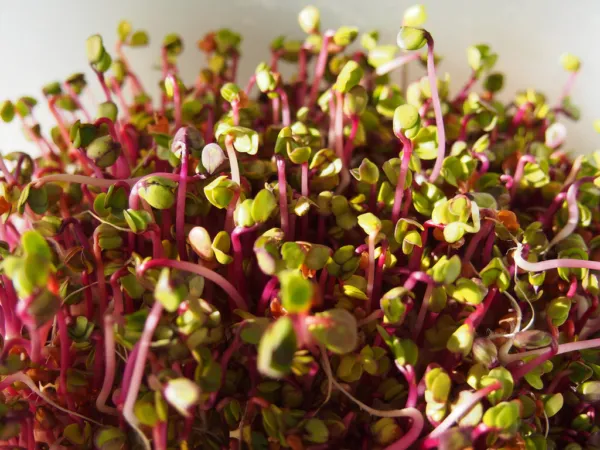250 Red Arrow Sprouting Radish Minigreen Daikon Raphanus Sativus Vegetable Seeds - £7.19 GBP