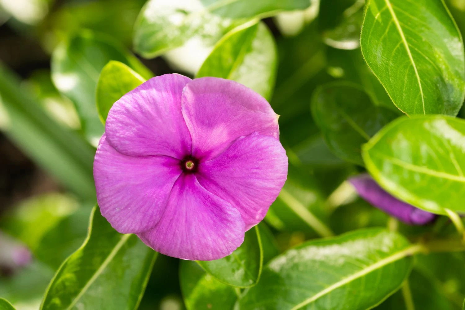 VINCA SUNSPLASH DEEP PINK GL 500 SEEDS - $31.91