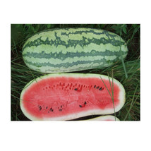 Fresh Giant Jubilee Watermelon Seeds For Planting Heirloom Garden Seed Arto - £7.17 GBP