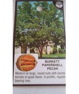 BURKETT PAPERSHELL PECAN TREE Shade Nut Trees Live Plant Pecans Nuts Plants - $121.20