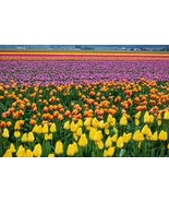 GIANT WALL MURAL OF A TULIP VALLEY - LIKE WALLPAPER - 13&#39;6&quot; x 8&#39; - SRP $892 - £308.52 GBP