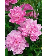 &#39;Paeonia suffruticosa Andr&#39; Tree Peony, 10 SEEDS D - $16.35