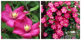 Clematis Ville De Lyon Ville De Lion Plant - $49.99